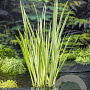 Acorus calamus 'Variegatus' GM M23