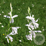 Bletilla striata 'Alba' GM P9