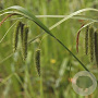 Carex pseudocyperus GM P9