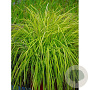 Carex riparia 'Golden Bowl' GM M19