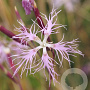 Dianthus superbus GM P9