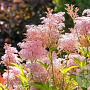 Filipendula r. 'Venusta' GM M23