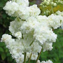 Filipendula ulmaria 'Plena' GM M23