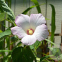 Hibiscus moscheutos palustris GM P9