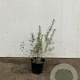 Hippophae rhamnoides 40-60 cm 2,0L