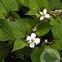 Houttuynia cordata 'Plena' GM M23