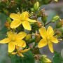 Hypericum tetrapterum GM P9