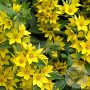 Lysimachia vulgaris GM P9