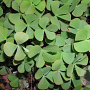 Marsilea quadrifolia GM M19