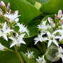 Menyanthes trifoliata GM P9