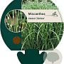 Miscanthus sin. 'Zebrinus' GM P9