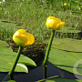 Nuphar lutea 80-100 cm plantdiepte  M19