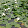 Nymphaea GM  P11