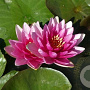 Nymphaea 'Charles de Meurville' GM M19