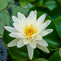 Nymphaea 'Denver' 80 cm plantdiepte M28