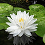 Nymphaea 'Gonnère' 100 cm plantdiepte M23