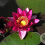 Nymphaea 'Laydekeri Fulgens' GM M28
