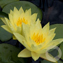 Nymphaea 'Yellow Sensation' 100 cm plantdiepte M23