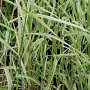 Phragmites karka 'Variegata' GM P9