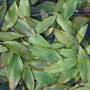Potamogeton perfoliatus 80-100 cm plantdiepte  M19