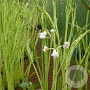 Sagittaria gramineae 'Crushed Ice' GM M23