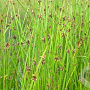 Scirpus mucronatus GM M23