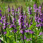 Stachys palustris GM P9