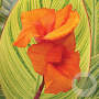 Canna 'Pretoria' GM P9