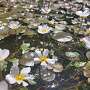 Ranunculus aquatilis 20 cm plantdiepte P11