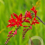Crocosmia GM P9
