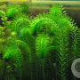 Elodea densa 80-100 cm plantdiepte  M19