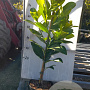 Magnolia grandiflora 80-100 cm 5,0L
