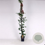 Pyracantha 'Orange Glow' 150-175 cm 5,0L