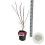 Acer pal. 'Atropurpureum' 50-60 cm 5,0L