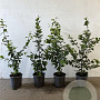 Carpinus betulus 40-60 cm 2,5L