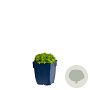 Saxifraga (A) 'Schneeteppich' GM  P11