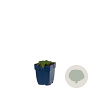 Thymus praecox 'Minor' GM  P11