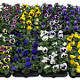 viola hybrida kleinbloemig gemend GM P9