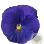 viola hybride grootbloemig blauw GM P9