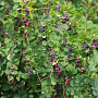 Amelanchier alnifolia 'Smoky' GM C3