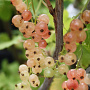 Ribes rubrum 'Gloire de Sablons' GM C3