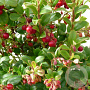 Vaccinium  vitis-idaea Red Pearl GM C3