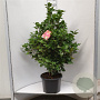 Camellia j. 'Dr King' 80-100 cm 2,0L
