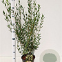 Phillyrea angustifolia 60-80 cm 4,5L