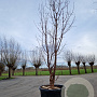 Acer griseum 250-300 cm container Multistam