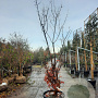 Acer griseum 250-300 cm cont. 130L meerstammig