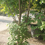 Acer griseum 300-350 cm container meerstammig