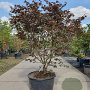 Acer pal. 'Bloodgood' 160-180 cm cont. 90L solitair