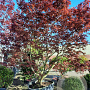 Acer pal. 'Fireglow' 350-400 cm container meerstammig