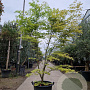 Acer pal. 'Kogane-nishiki' 175-200 cm cont. 65L